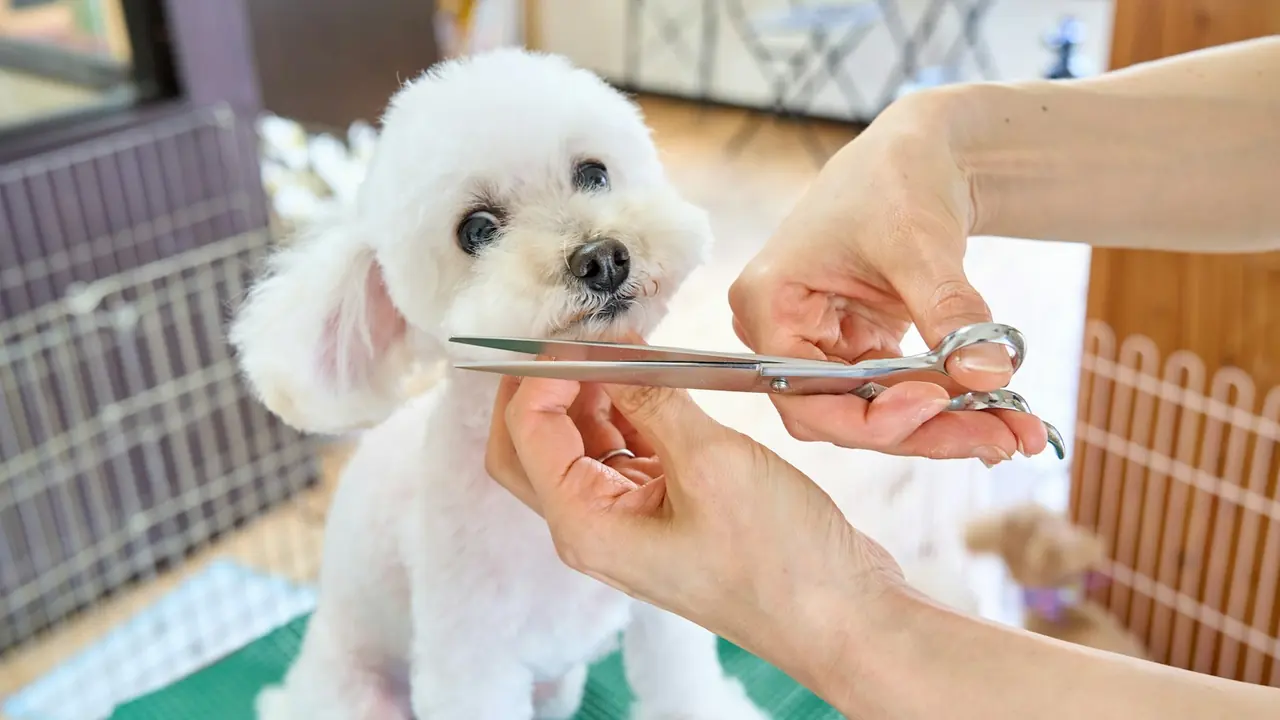 Small white dog receiving a careful trim