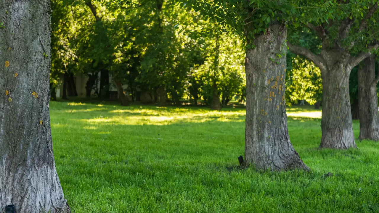 Mature tree trunks and green grass in a park