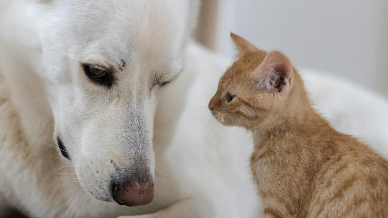 A dog and a cat sitting together indoors
